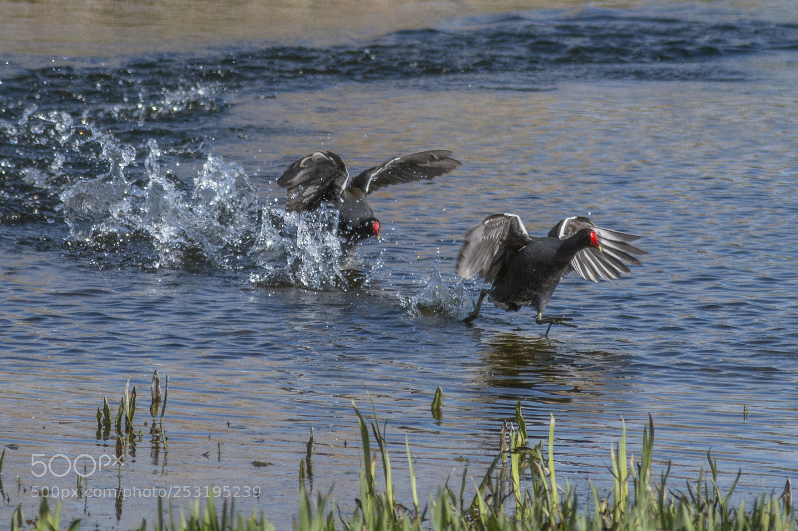 Canon EOS 70D sample photo. I'll get you for photography