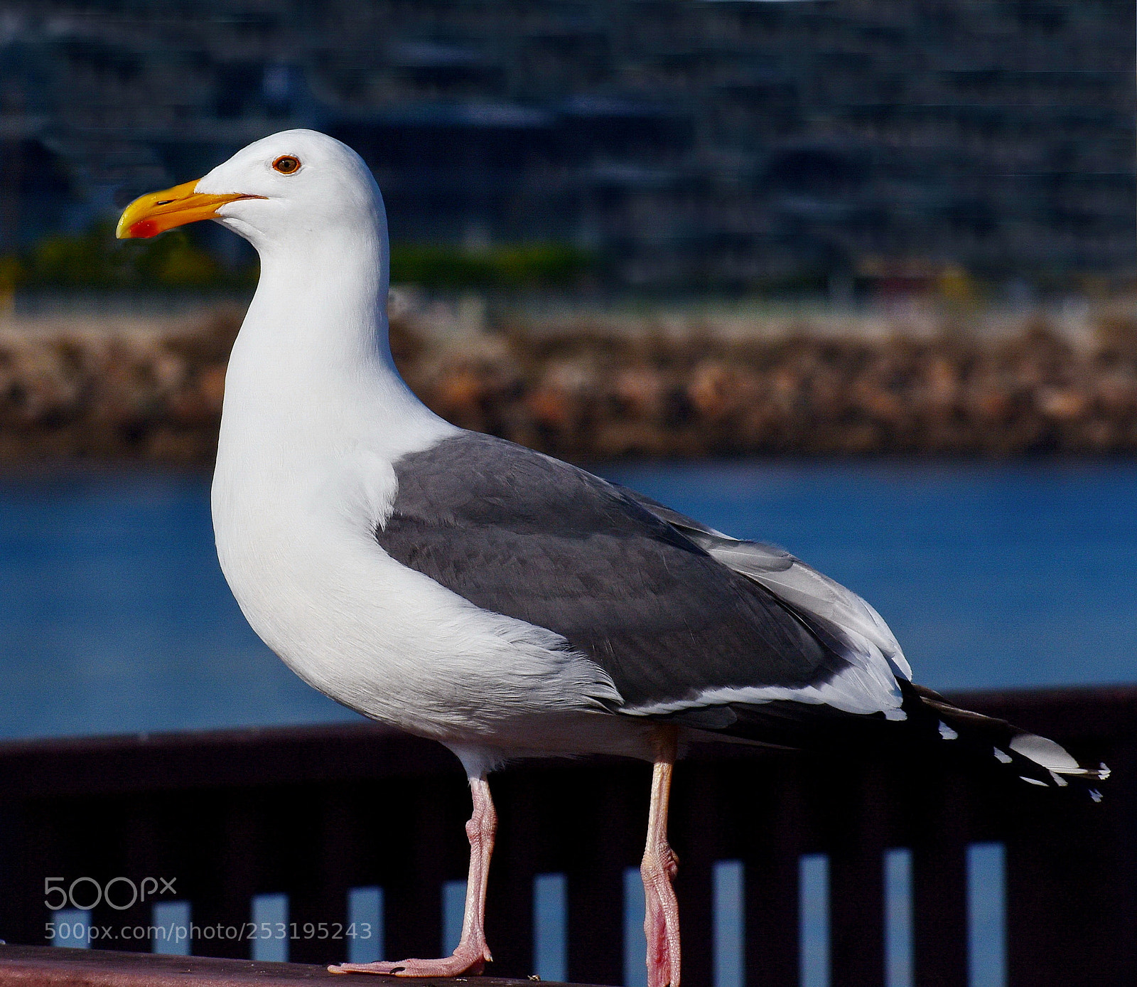 Nikon D7200 sample photo. Seagull watching the ocean photography