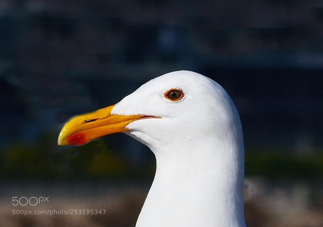 Nikon D7200 sample photo. Seagull portrait photography