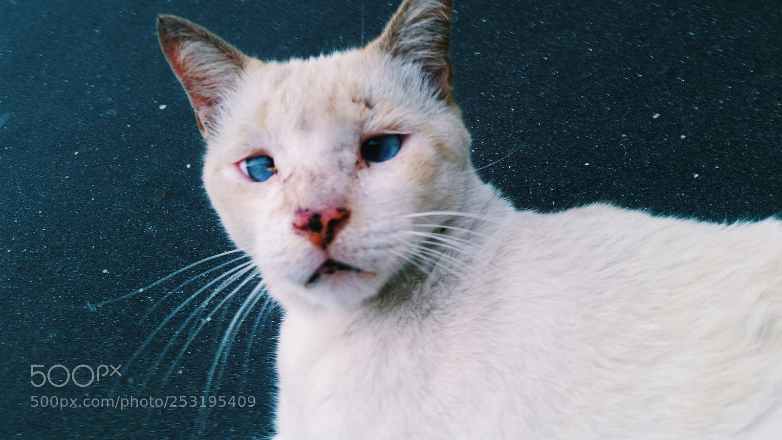 Samsung Galaxy S5 sample photo. Behind blue eyes photography