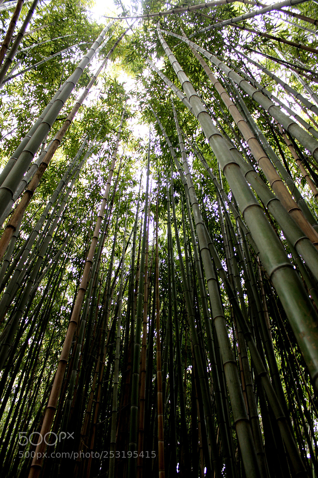 Canon EOS 600D (Rebel EOS T3i / EOS Kiss X5) sample photo. Bamboo photography