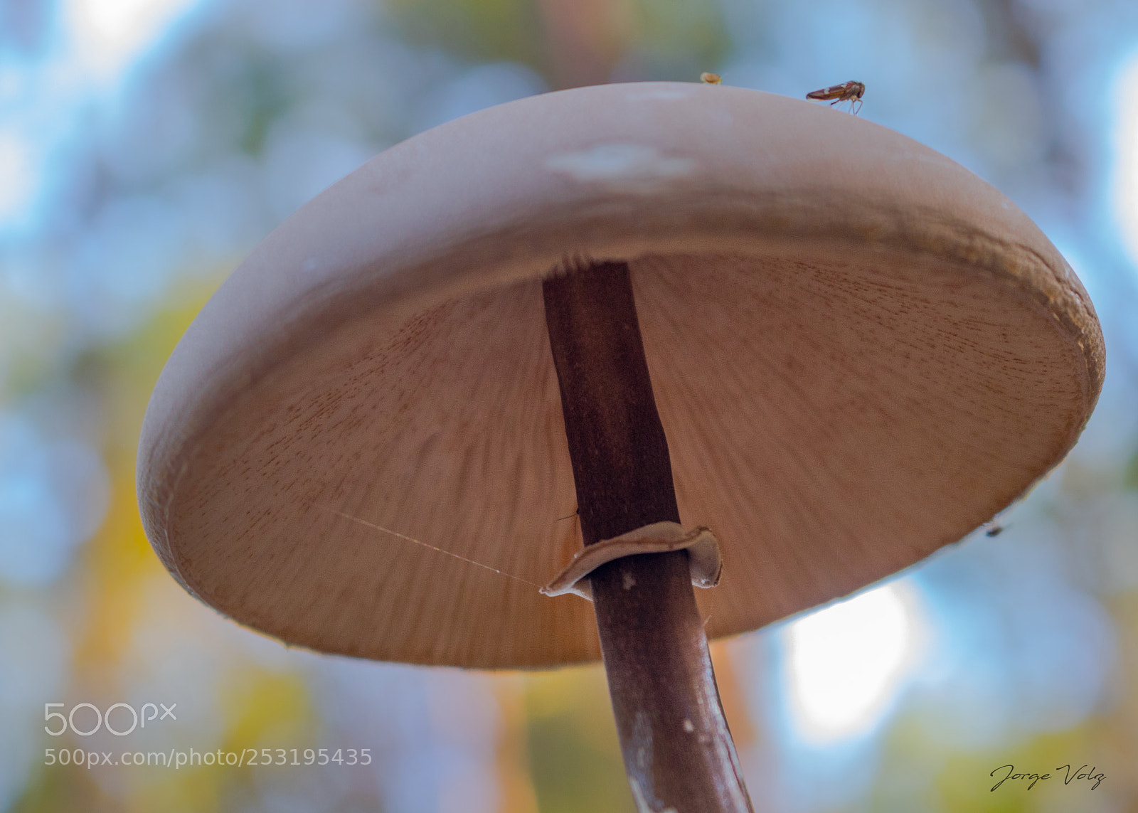 Canon EOS 80D sample photo. Under the mushroom photography
