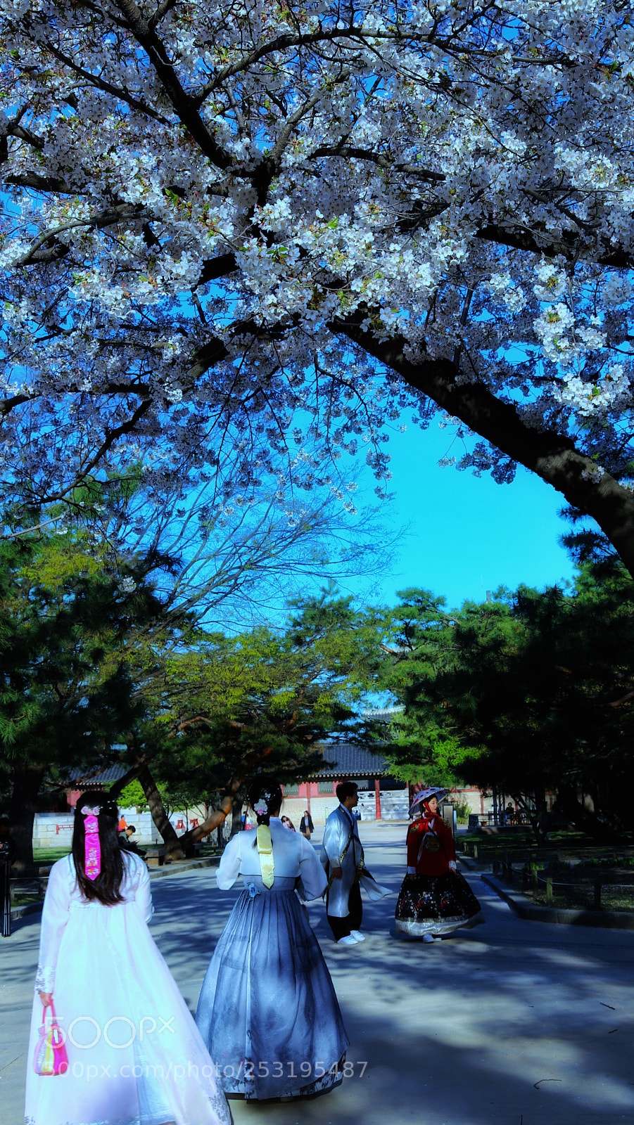 Canon EOS 6D Mark II sample photo. Cherry blossoms inside the photography