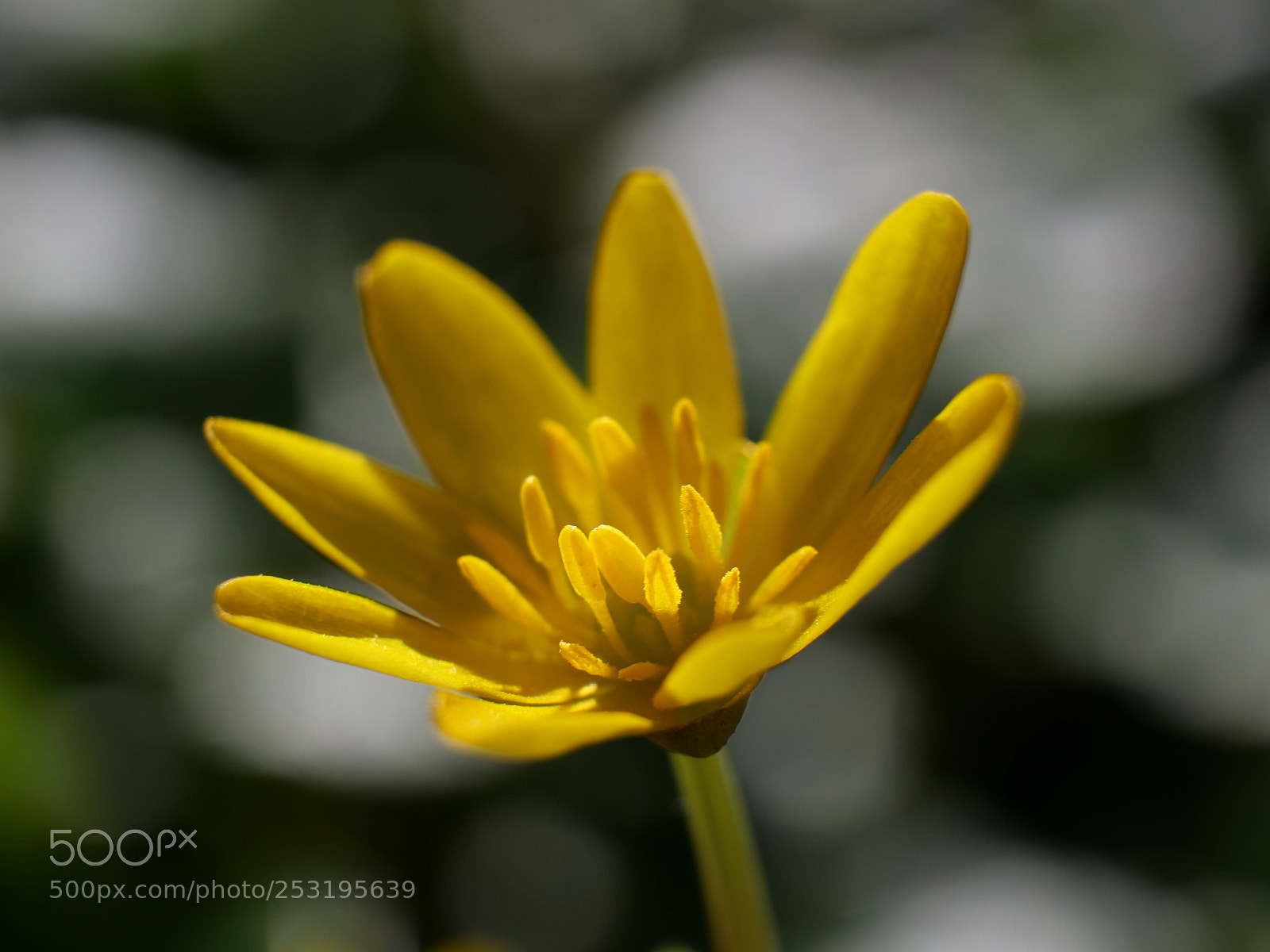 Panasonic Lumix DC-G9 sample photo. Diminuta y bella! photography