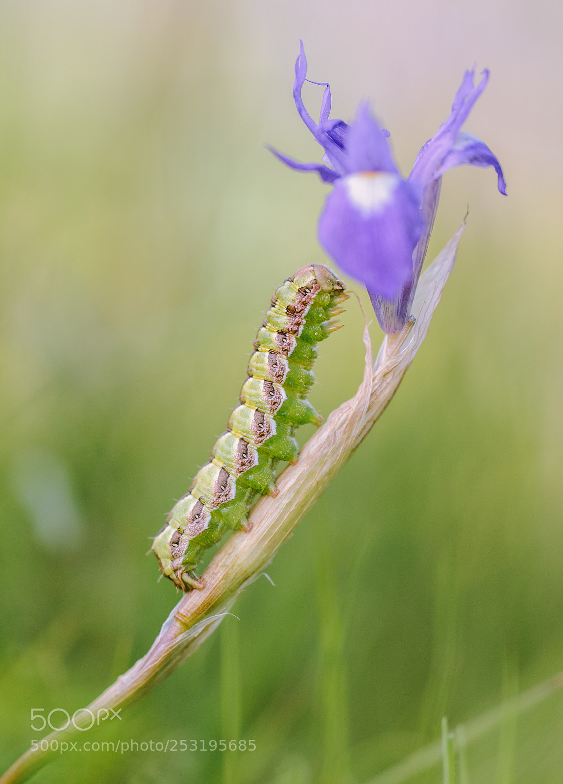 Nikon D300S sample photo. Green caterpillar photography