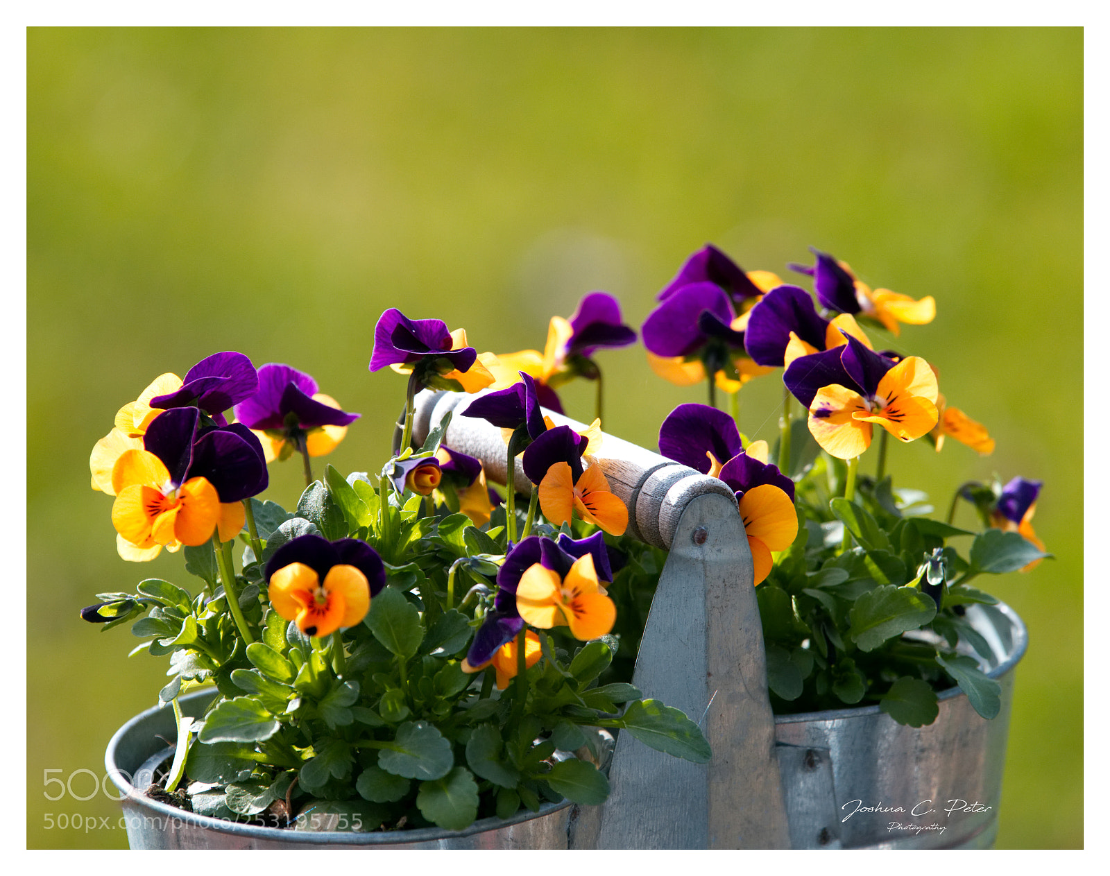 Canon EOS 6D Mark II sample photo. Floral arrangement photography