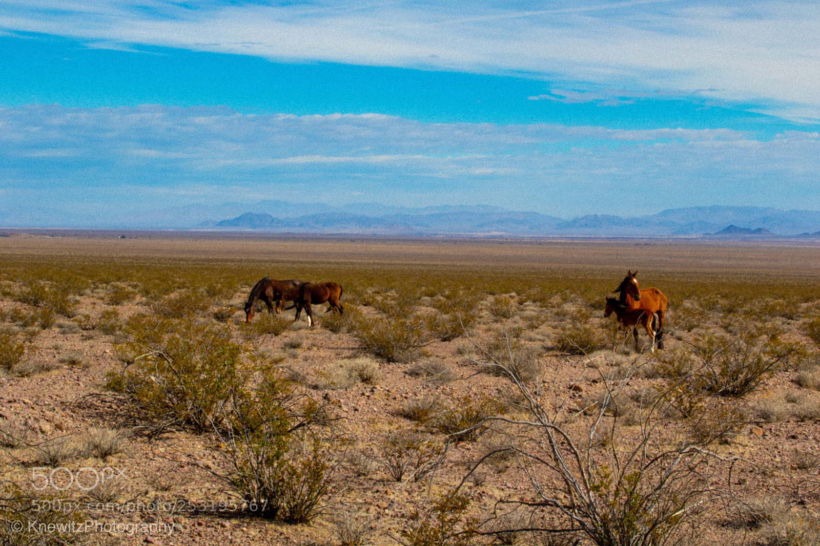 Canon EOS 760D (EOS Rebel T6s / EOS 8000D) sample photo. Wild horses photography