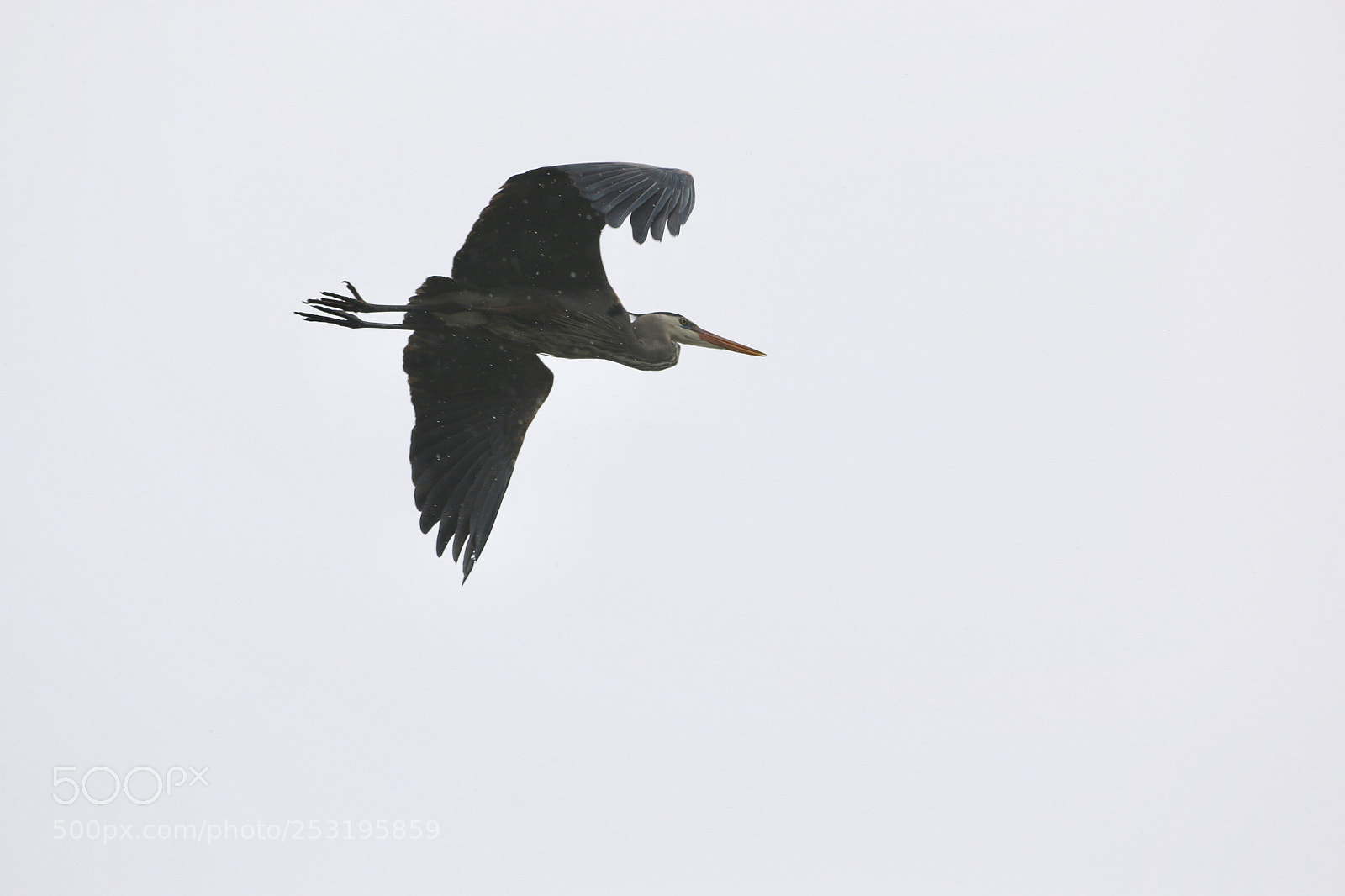 Canon EOS 70D sample photo. Blue heron inflight ! photography
