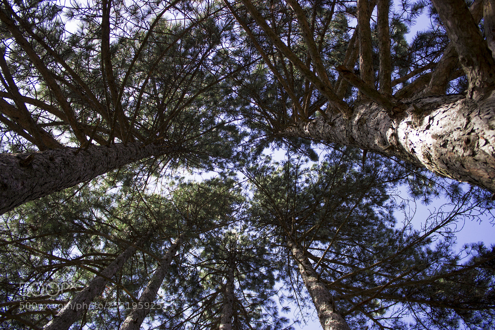 Canon EOS 600D (Rebel EOS T3i / EOS Kiss X5) sample photo. Beautiful nature photography