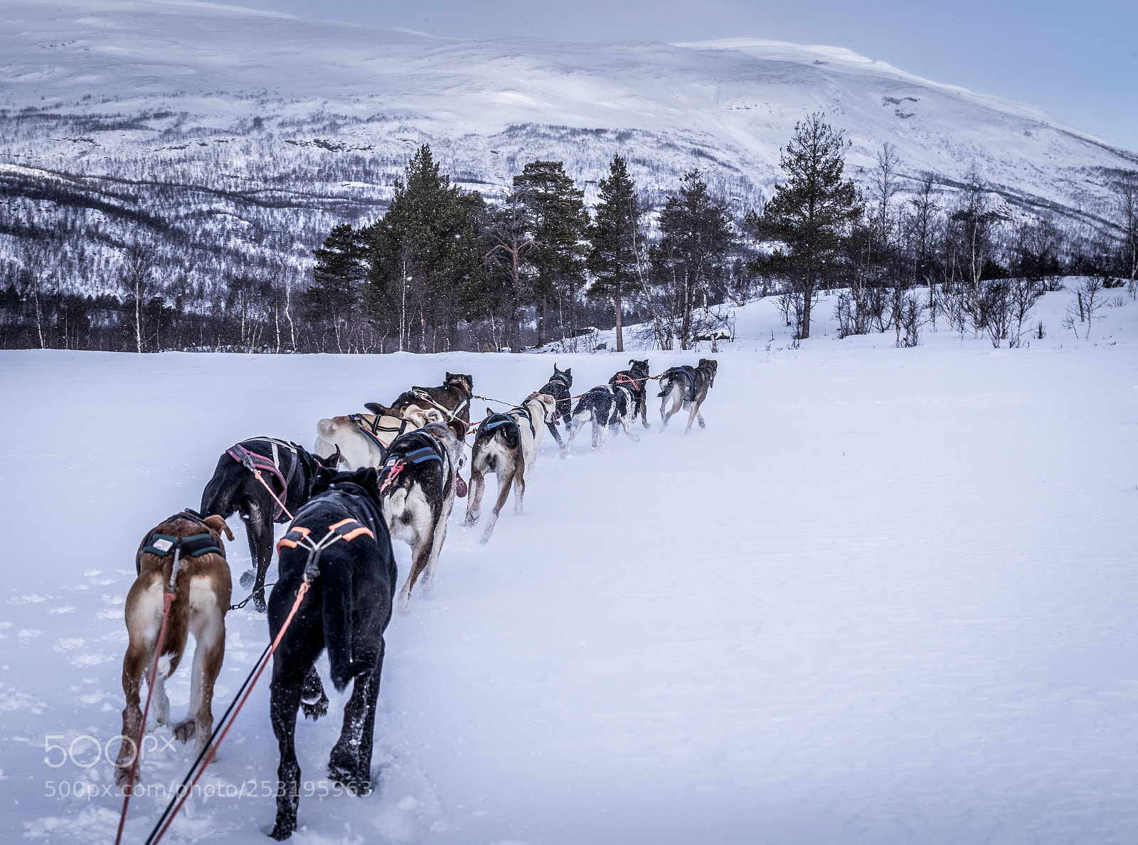 Canon EOS 80D sample photo. Nordic transport - abisko photography