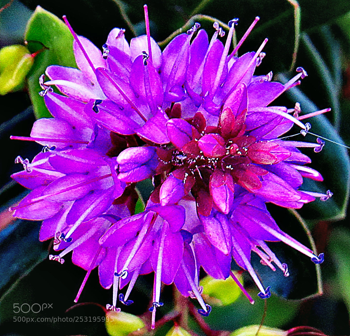 Canon PowerShot SX50 HS sample photo. Purple flower in the photography