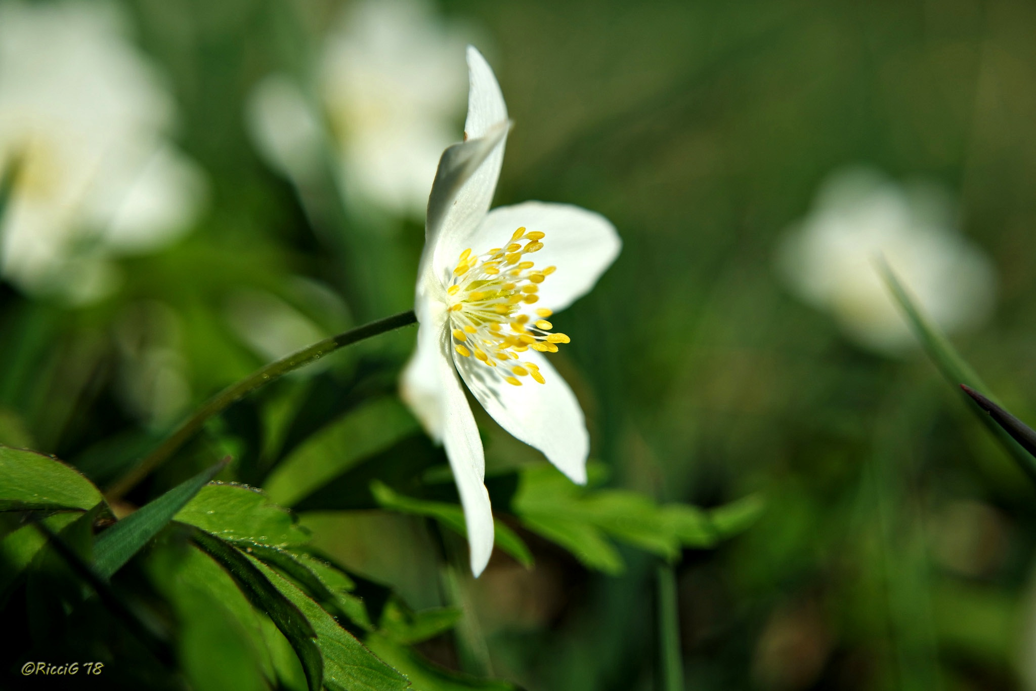 Samsung NX3300 sample photo. Little flowers photography