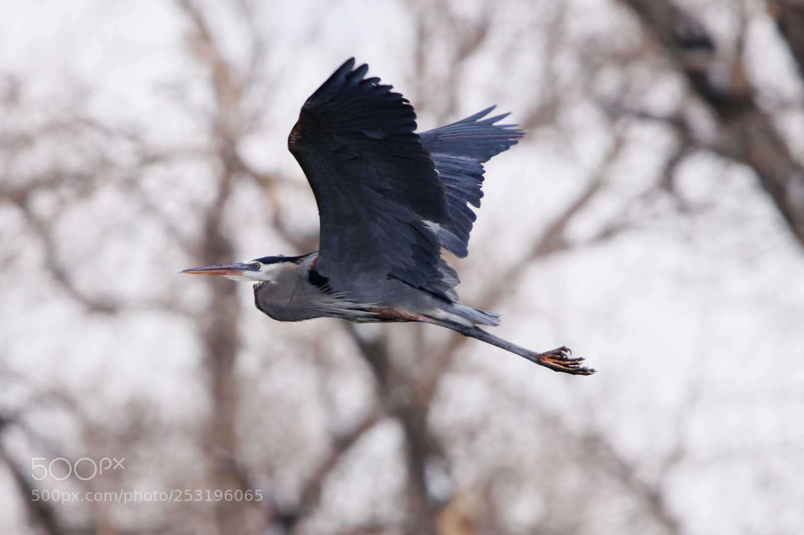 Canon EOS 80D sample photo. Great blue heron in photography