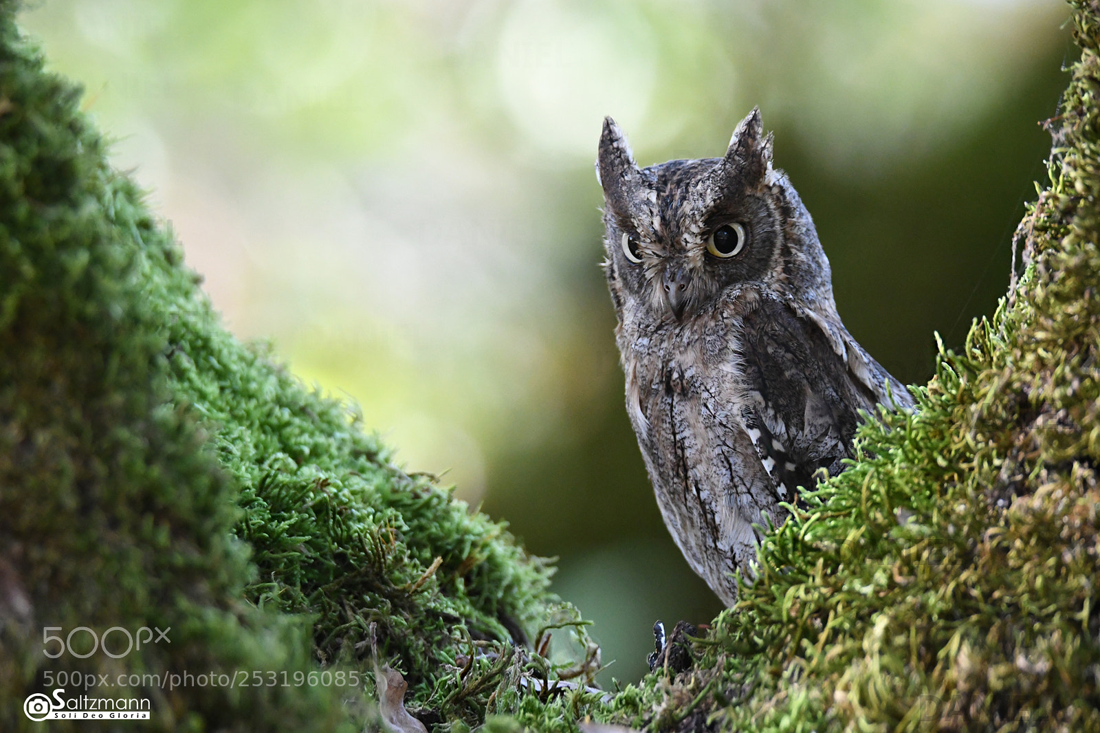 Nikon D7100 sample photo. Hibou petit duc photography