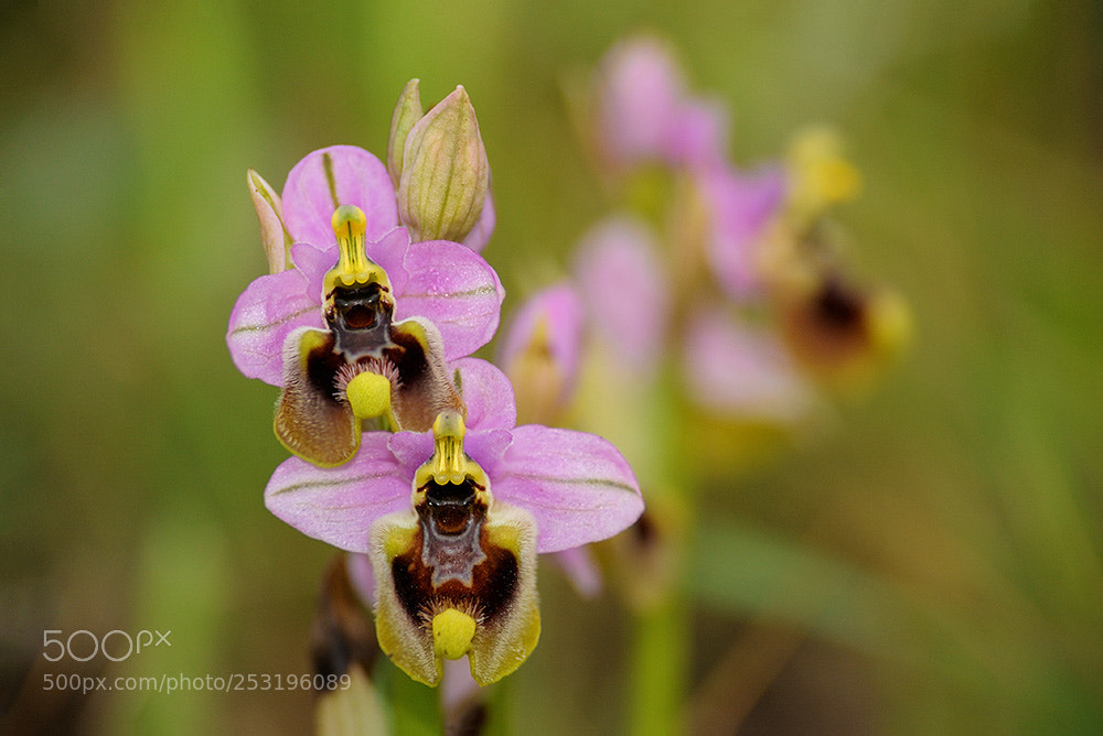 Nikon D700 sample photo. Wild wonders photography