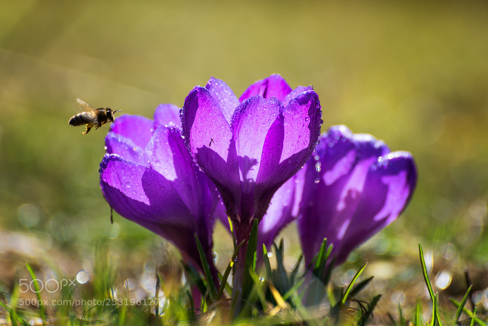 Nikon D610 sample photo. Scout photography