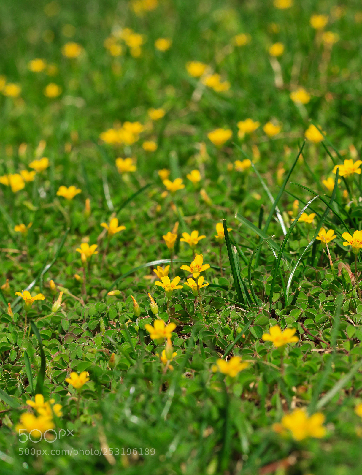 Canon EOS 80D sample photo. Yellow flowers photography