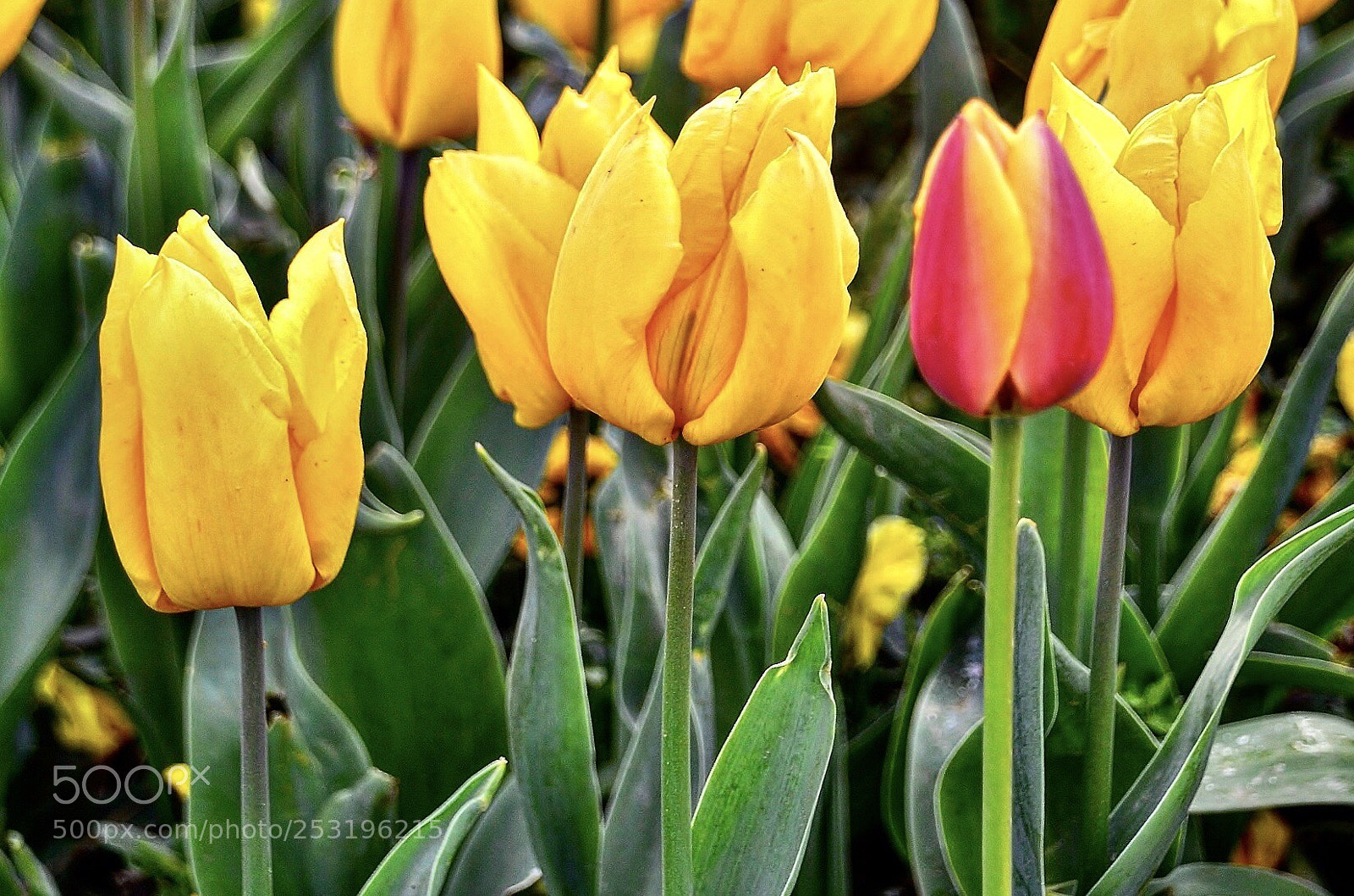 Nikon D7000 sample photo. Try to be diffirent photography