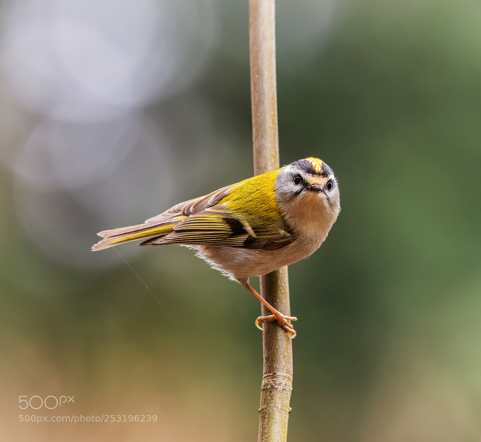 Nikon D500 sample photo. Firecrest photography