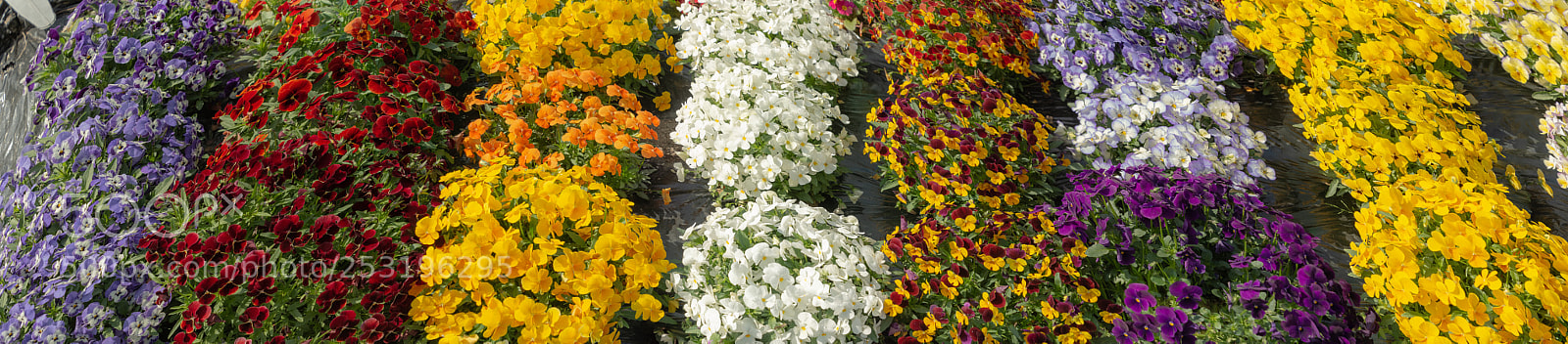 Nikon D7100 sample photo. Colorful flowers  photography