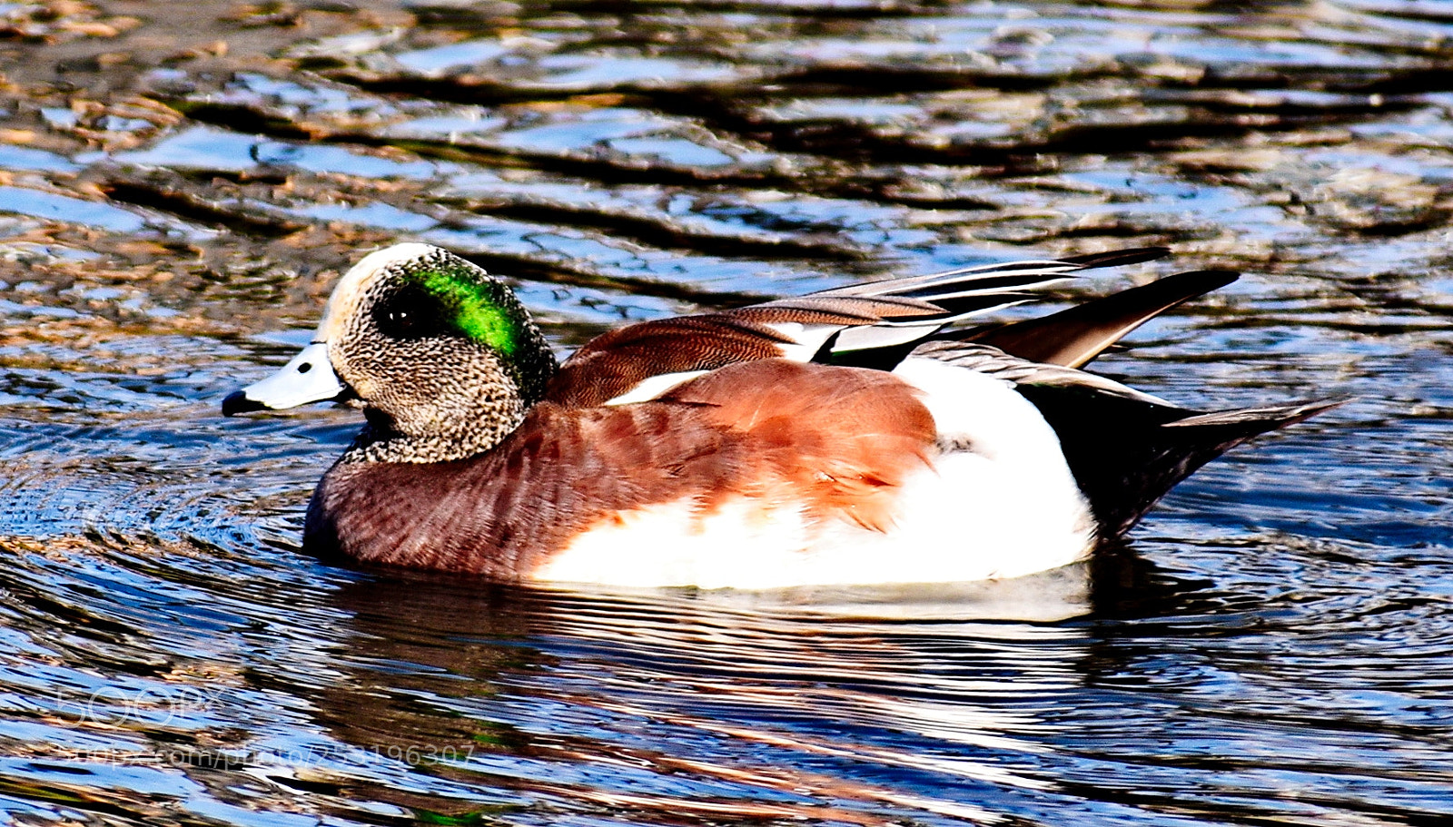 Nikon D7200 sample photo. Green duck swimming in photography