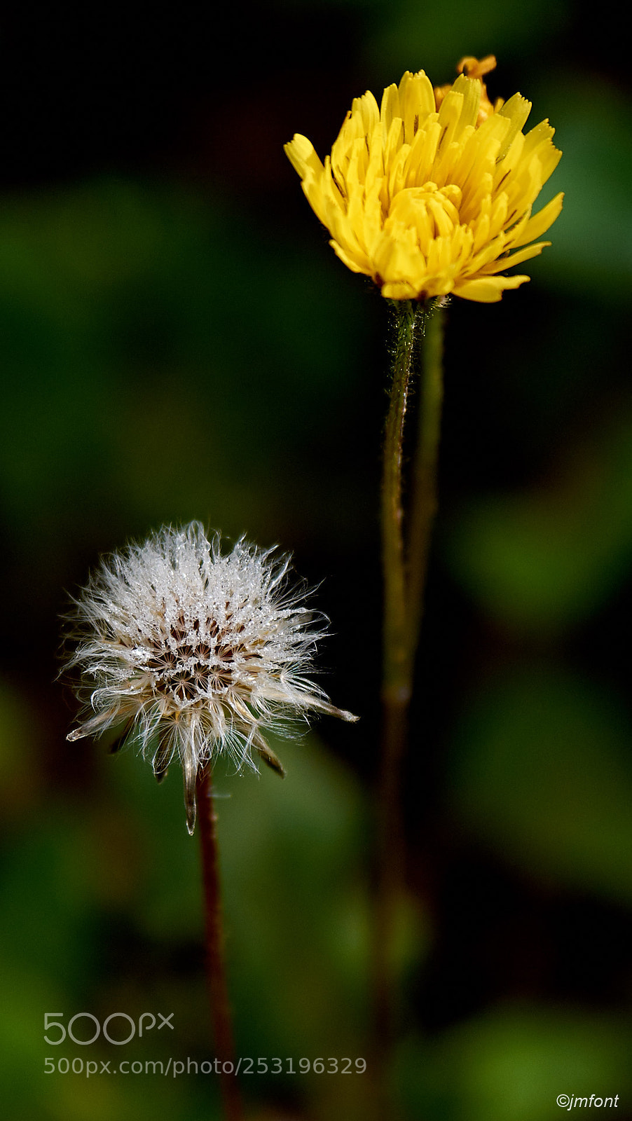 Nikon D7200 sample photo. Flors photography