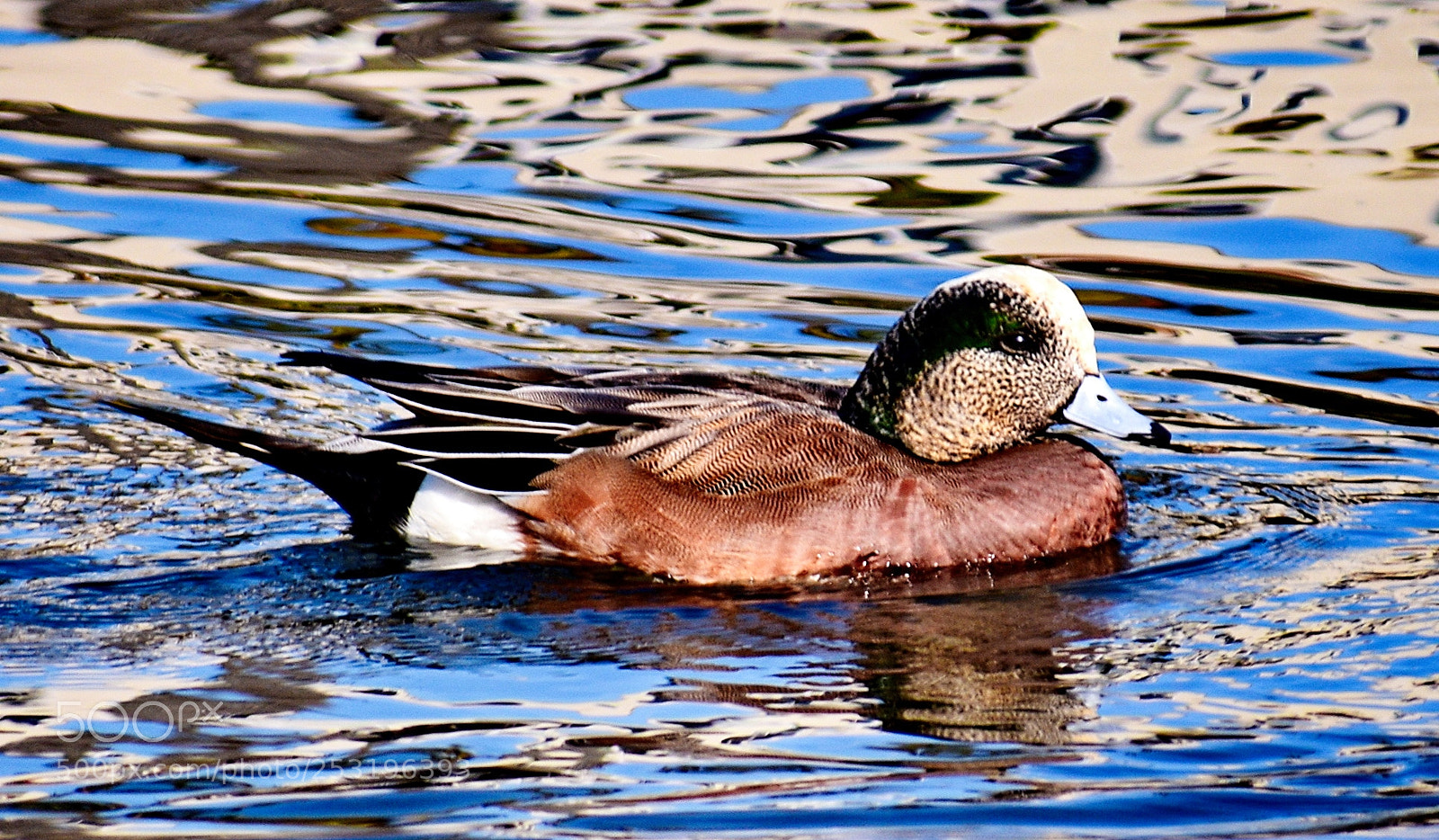 Nikon D7200 sample photo. Green duck swimming in photography