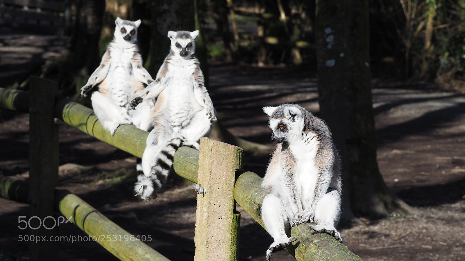 Olympus OM-D E-M5 II sample photo. The limber lemurs at photography