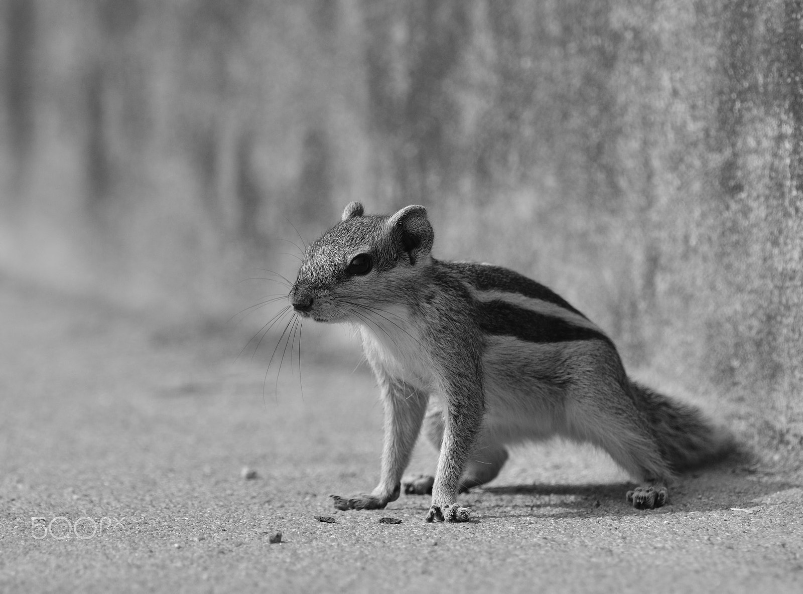 Nikon AF-S Nikkor 200-500mm F5.6E ED VR sample photo. Indian palm squirrel photography
