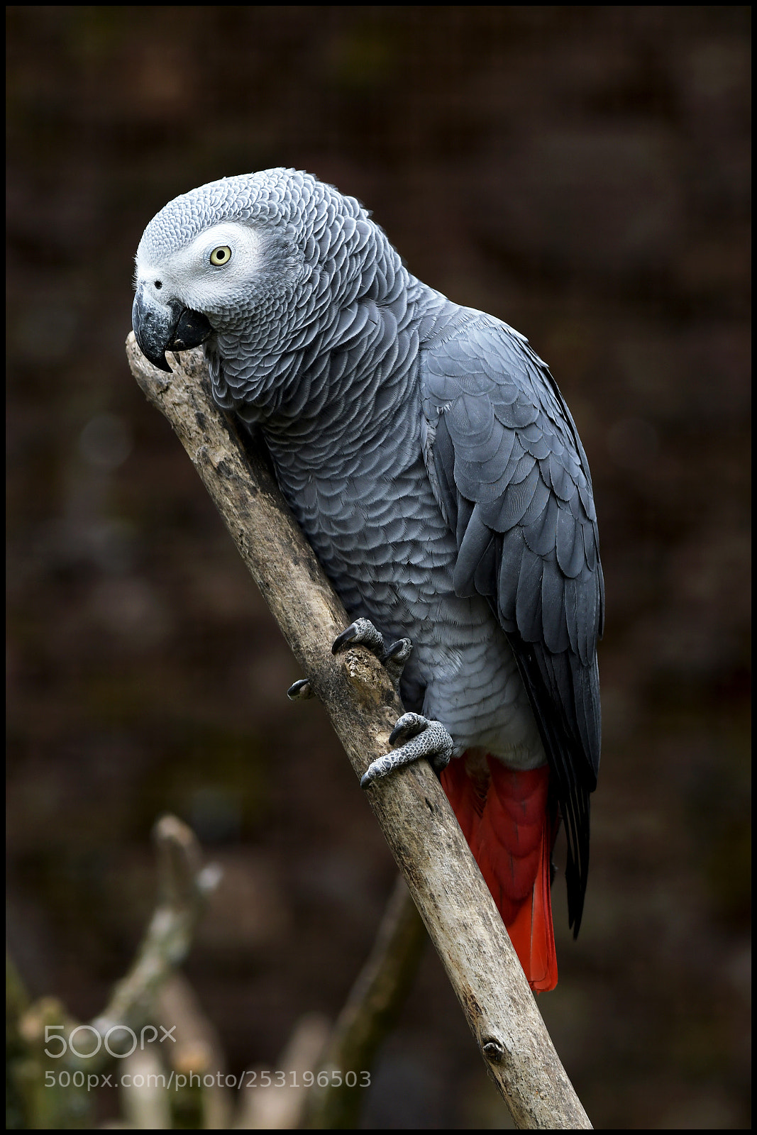 Nikon D500 sample photo. Cbo () photography