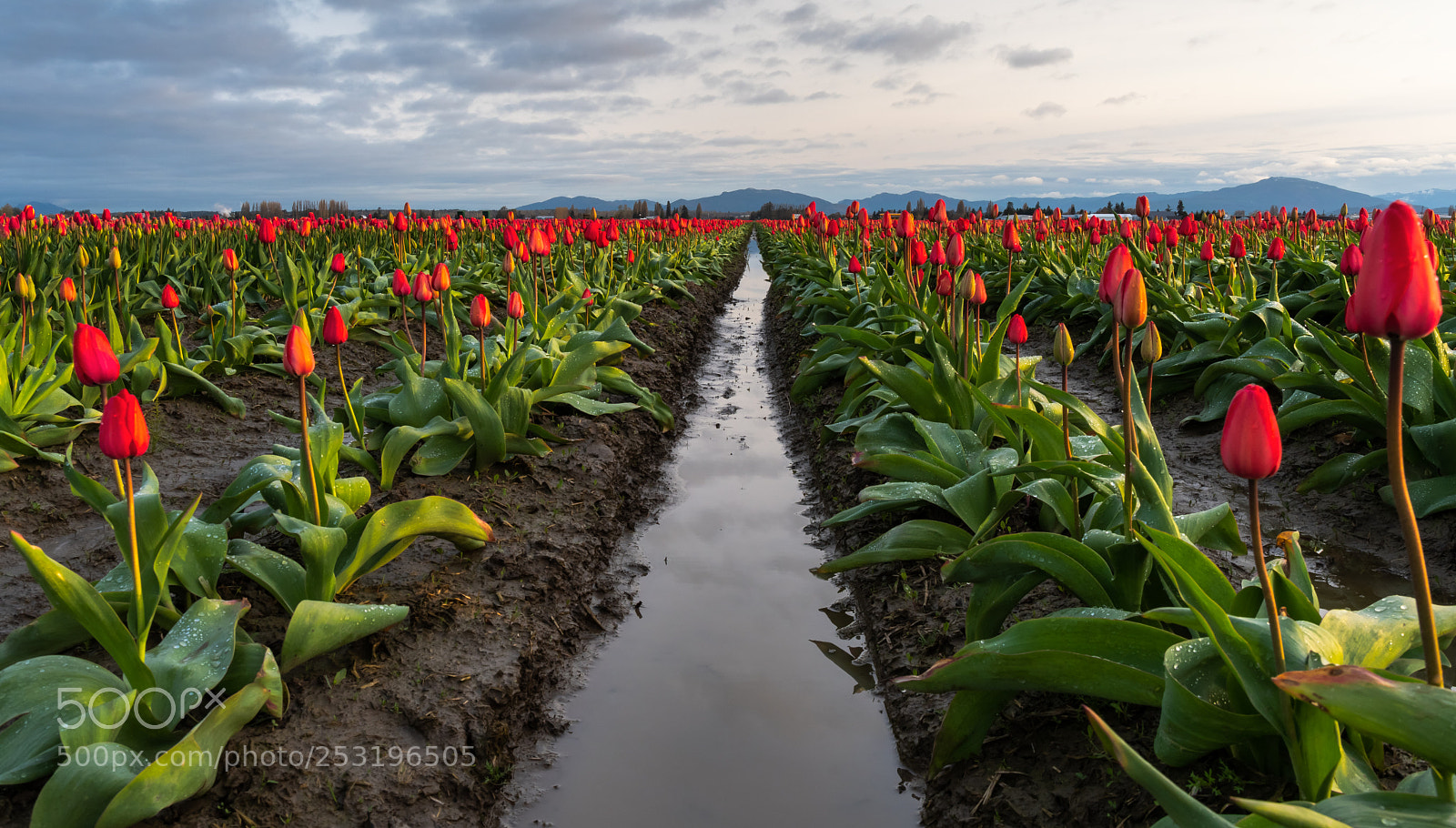 Nikon D500 sample photo. Skagit tulip fields after photography