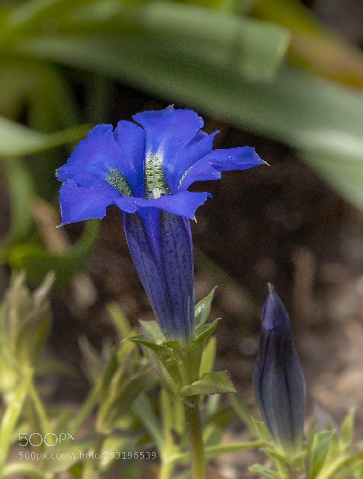 Canon EOS M5 sample photo. Blue gentian photography