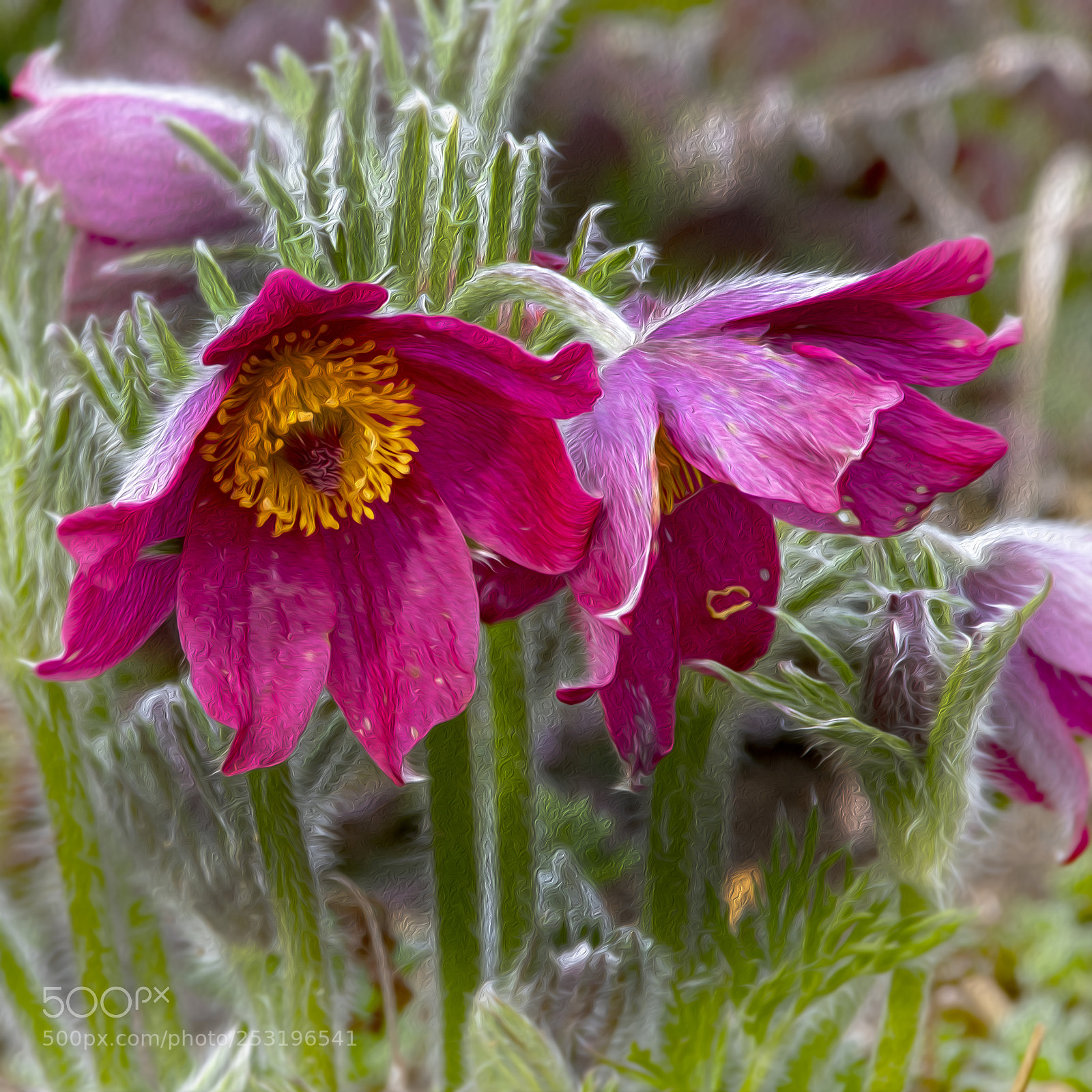 Canon EOS M5 sample photo. Pasque flower (prairie crocus) photography