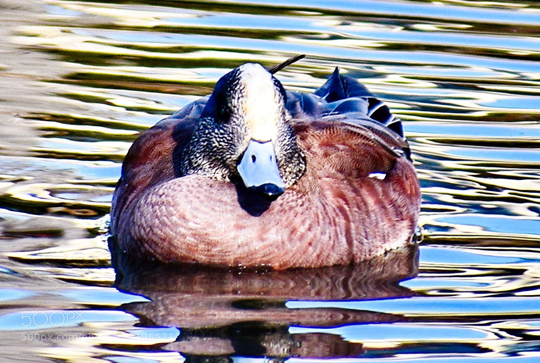Nikon D7200 sample photo. A duck swimming over photography