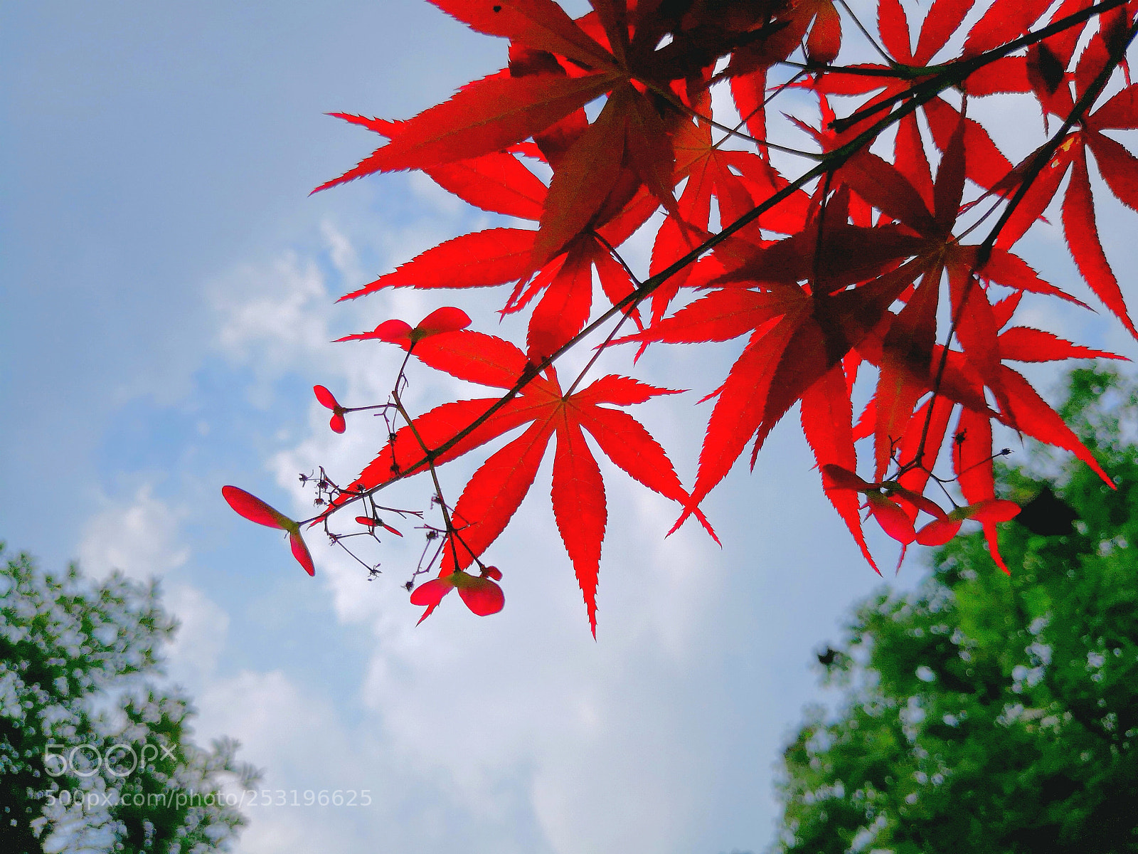 HUAWEI Mate 10 sample photo. Untitled photography