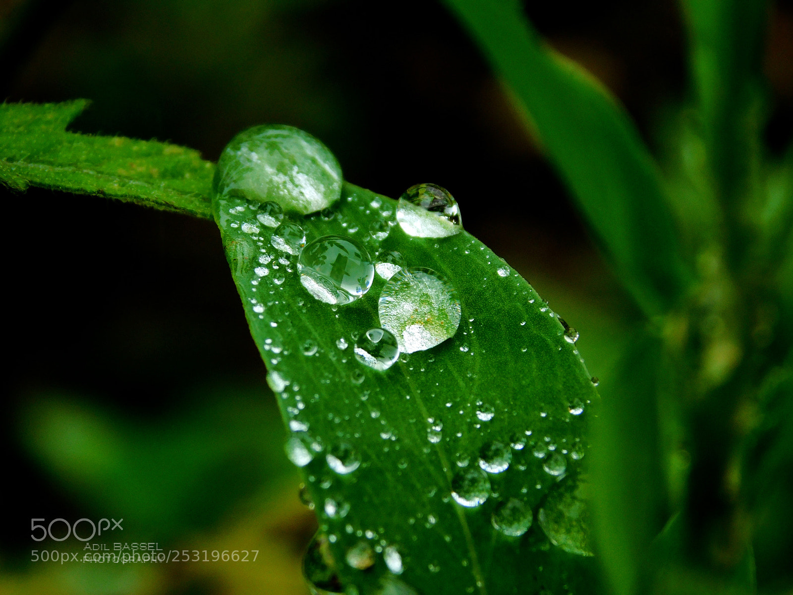 Nikon Coolpix L840 sample photo. Raindrops photography