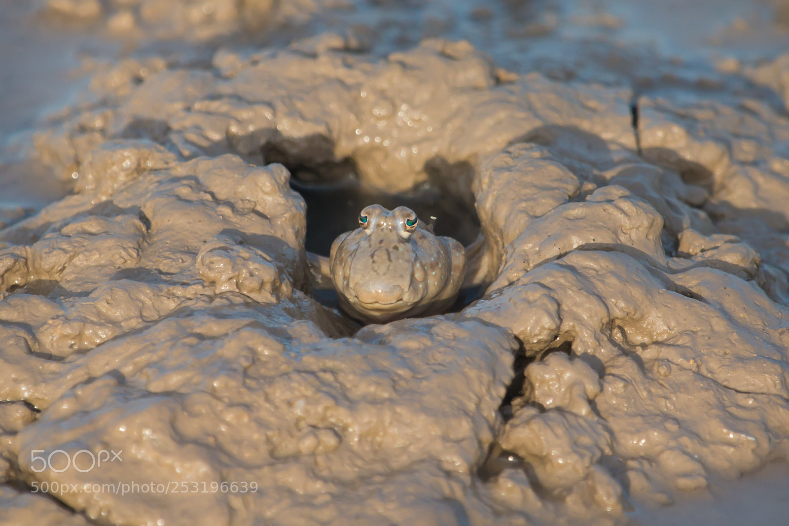 Canon EOS 70D sample photo. The mudskipper photography