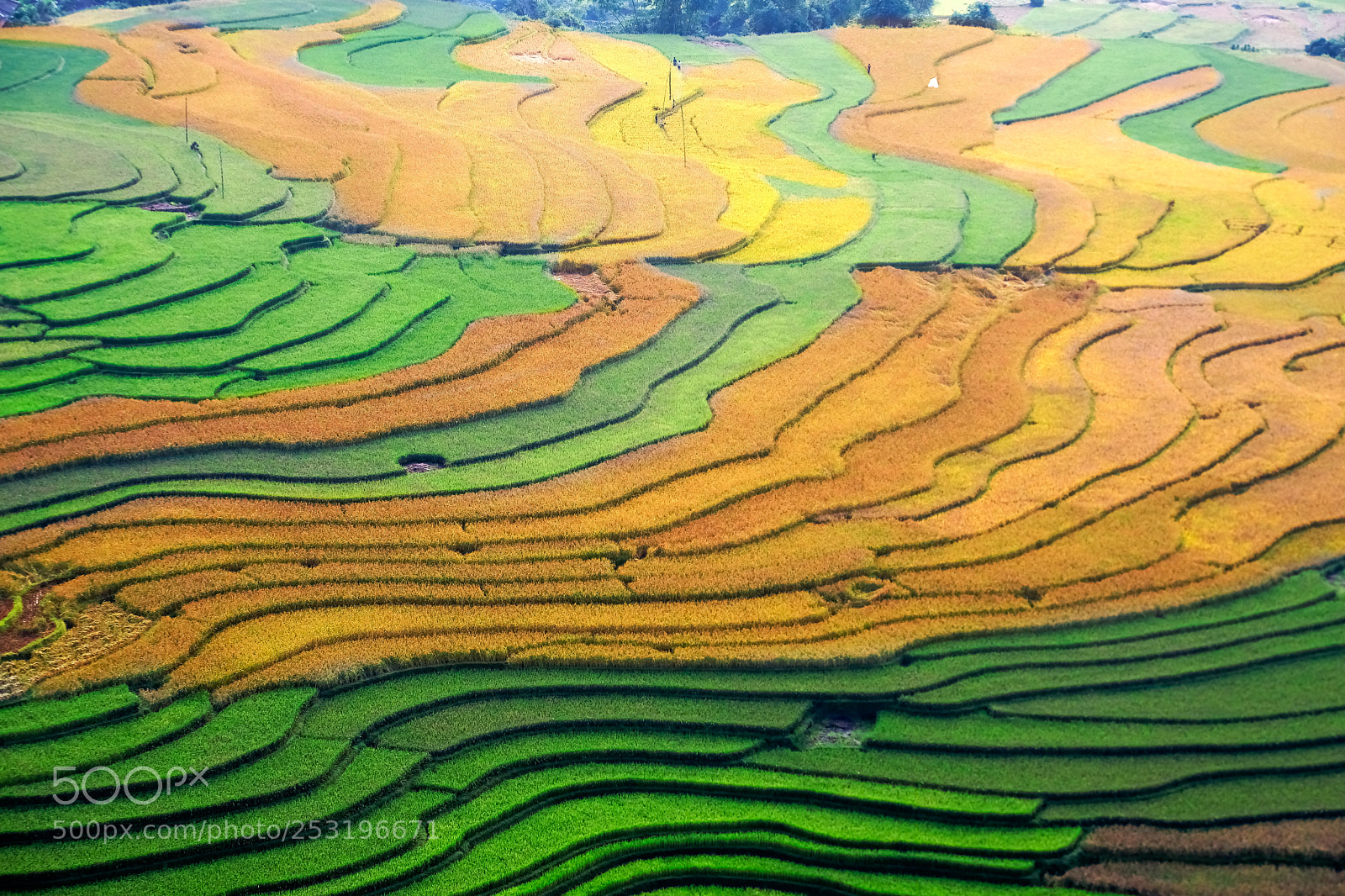 Fujifilm X-T2 sample photo. Rice fields photography