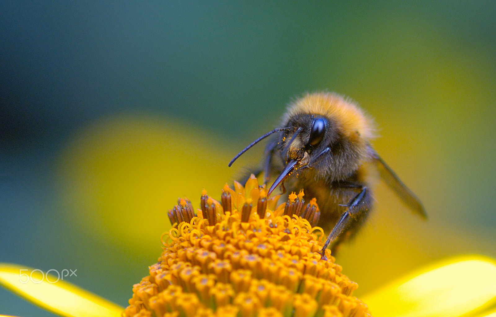 Nikon D80 sample photo. Шмель photography