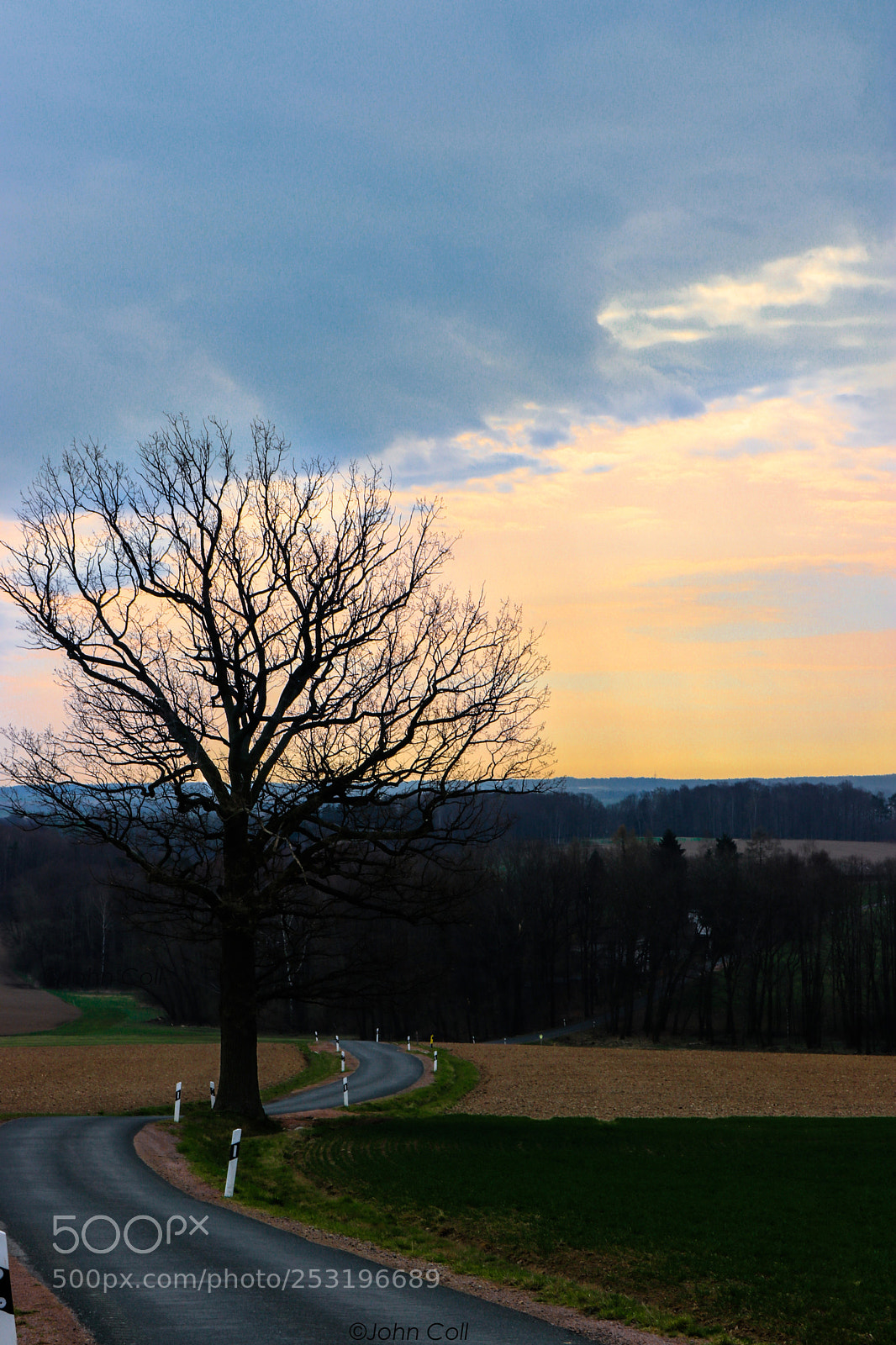 Canon EOS 80D sample photo. Tree in the morning photography