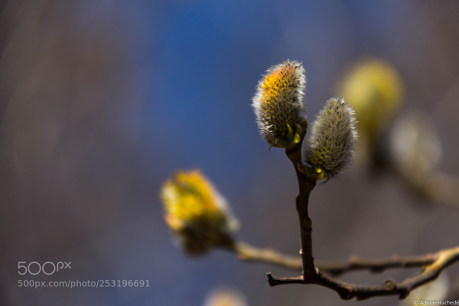 Canon EOS 600D (Rebel EOS T3i / EOS Kiss X5) sample photo. Saule marsault 2 photography