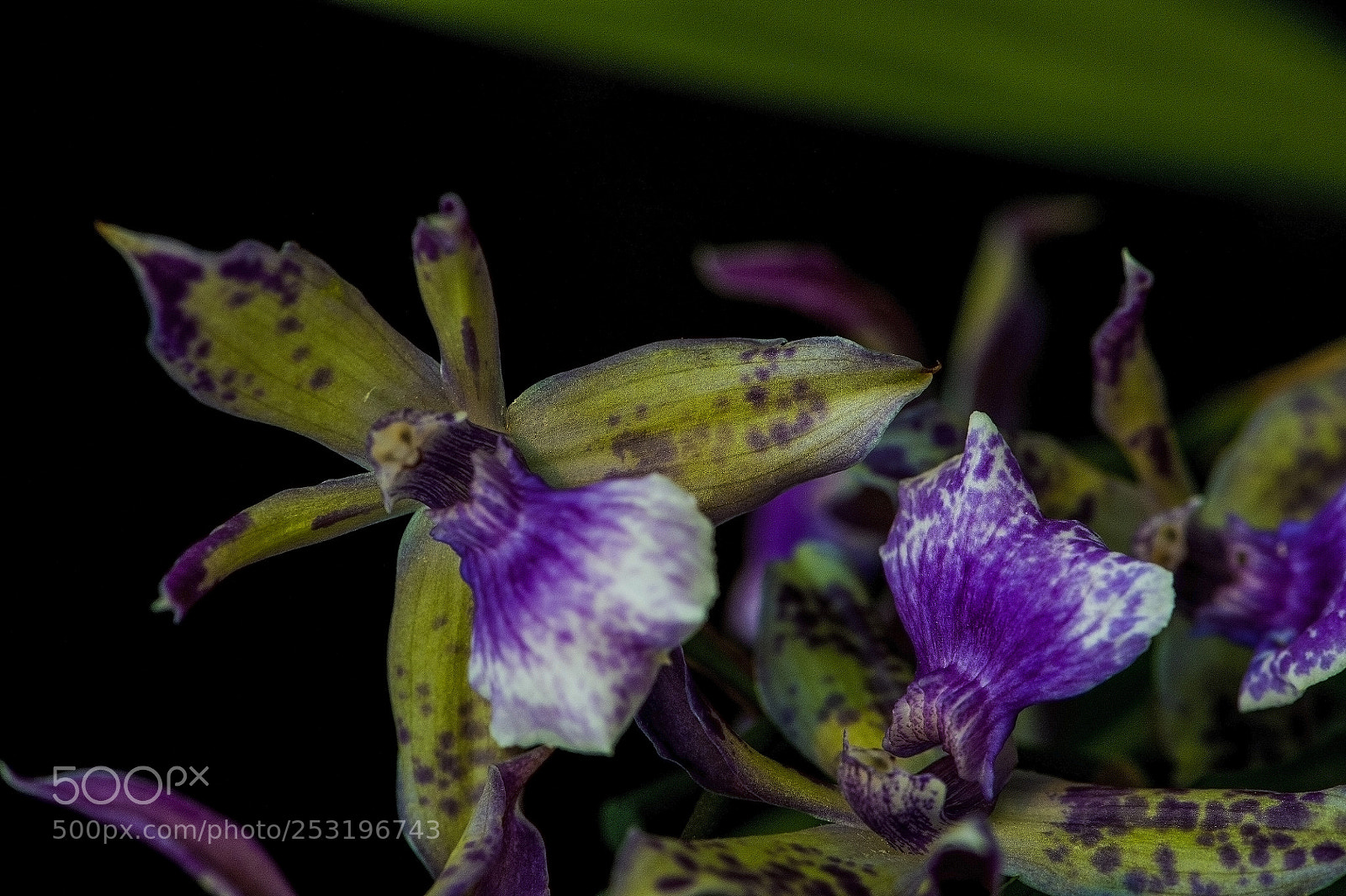 Nikon D700 sample photo. Macro shot on a photography