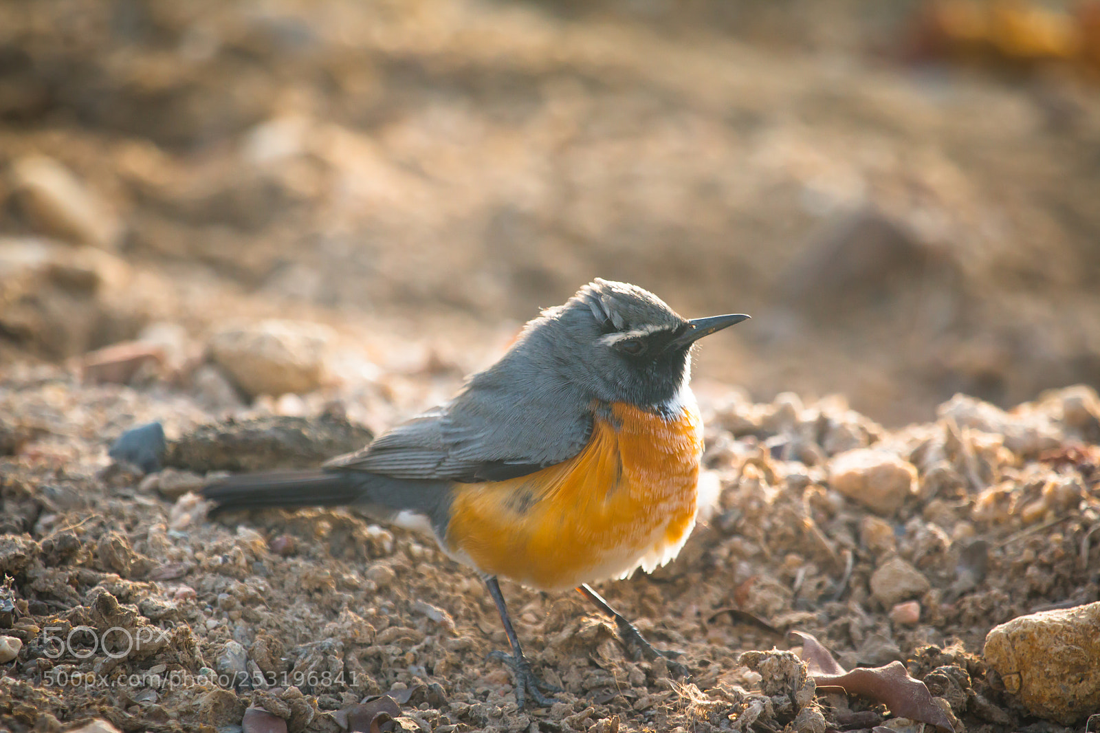 Canon EOS 70D sample photo. White throated robin photography