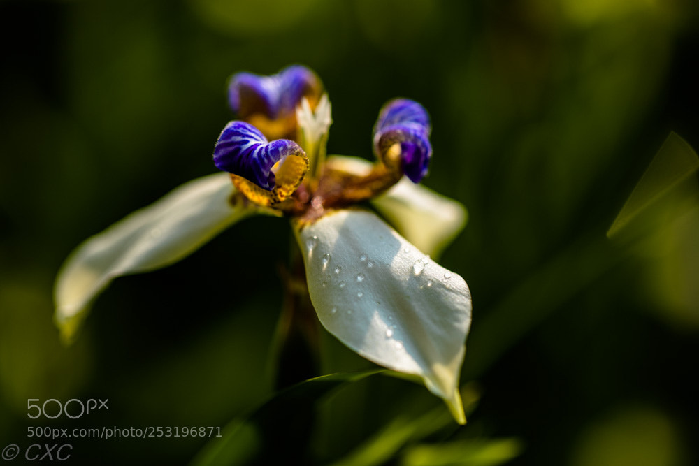 Canon EOS 5D Mark IV sample photo. Flower -2 photography