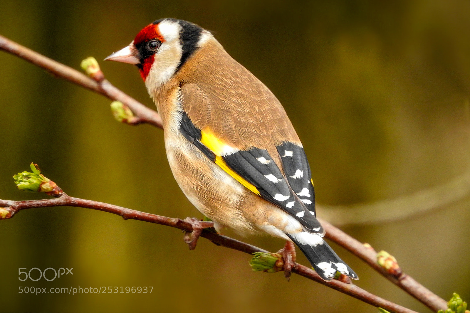 Nikon Coolpix P900 sample photo. Goldfinch in spring colours photography