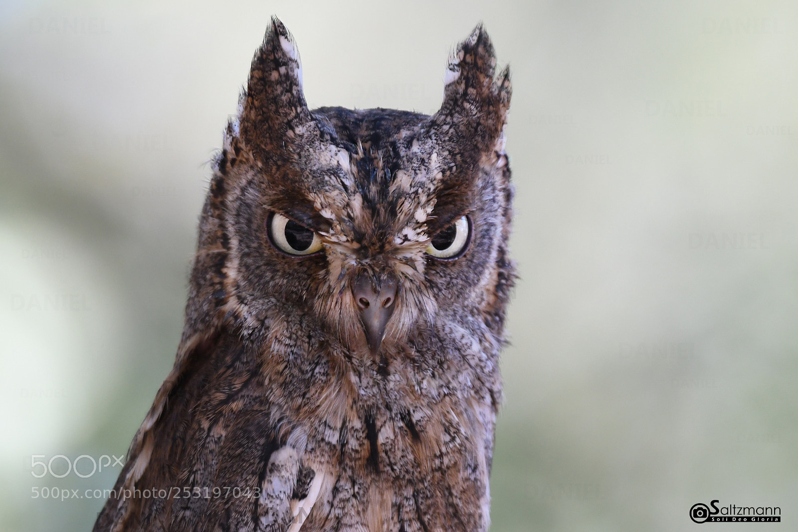 Nikon D7100 sample photo. Hibou petit duc photography
