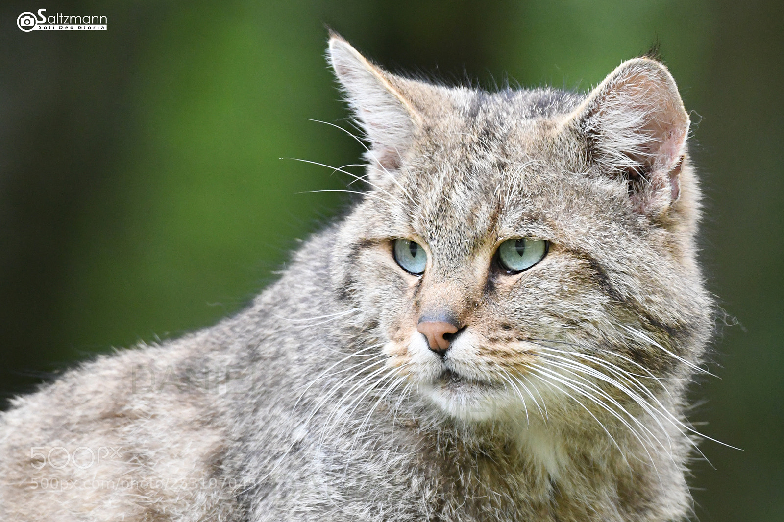 Nikon D7100 sample photo. Chat sauvage d'europe photography