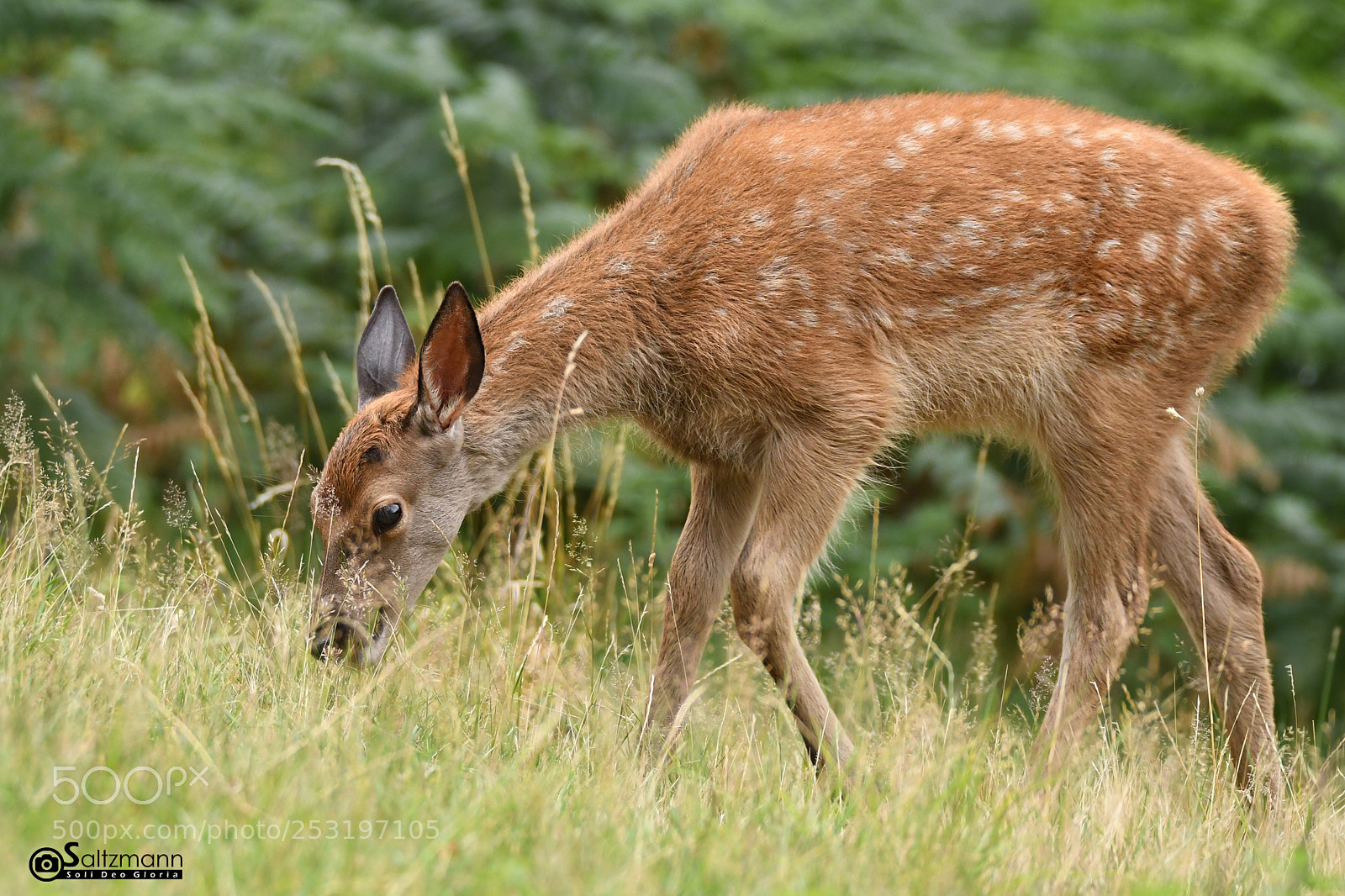 Nikon D7100 sample photo. Biche photography