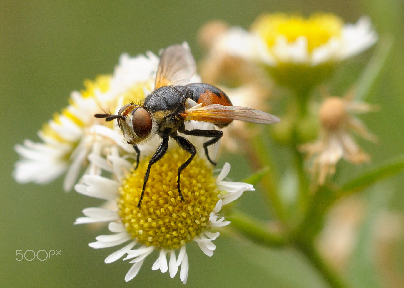 Nikon AF Micro-Nikkor 60mm F2.8D sample photo. ^ photography