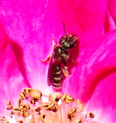 Canon PowerShot SX50 HS sample photo. Bee on a pink photography